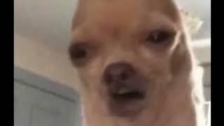 don't stay away dog (very emotional 🥺!)