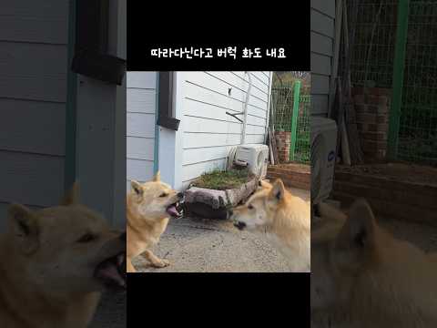 삼용이랑 놀지마