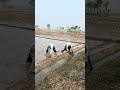ড্রেন তৈরি করছে। #minivlog #viral #shortvideo #sfj_agro #agriculture