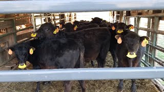 Top quality black angus calves are almost ready to sell. by Long Farms 194 views 1 month ago 8 minutes, 59 seconds