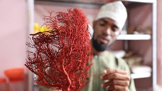 JE UNAUJUA MAAJABU YA MTI WA MVINJE BAHARI ONA MAAJABU YAKE |SHEIKH YUSSUF BIN ALLY