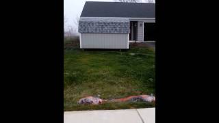 Shed Delivery Gone Bad