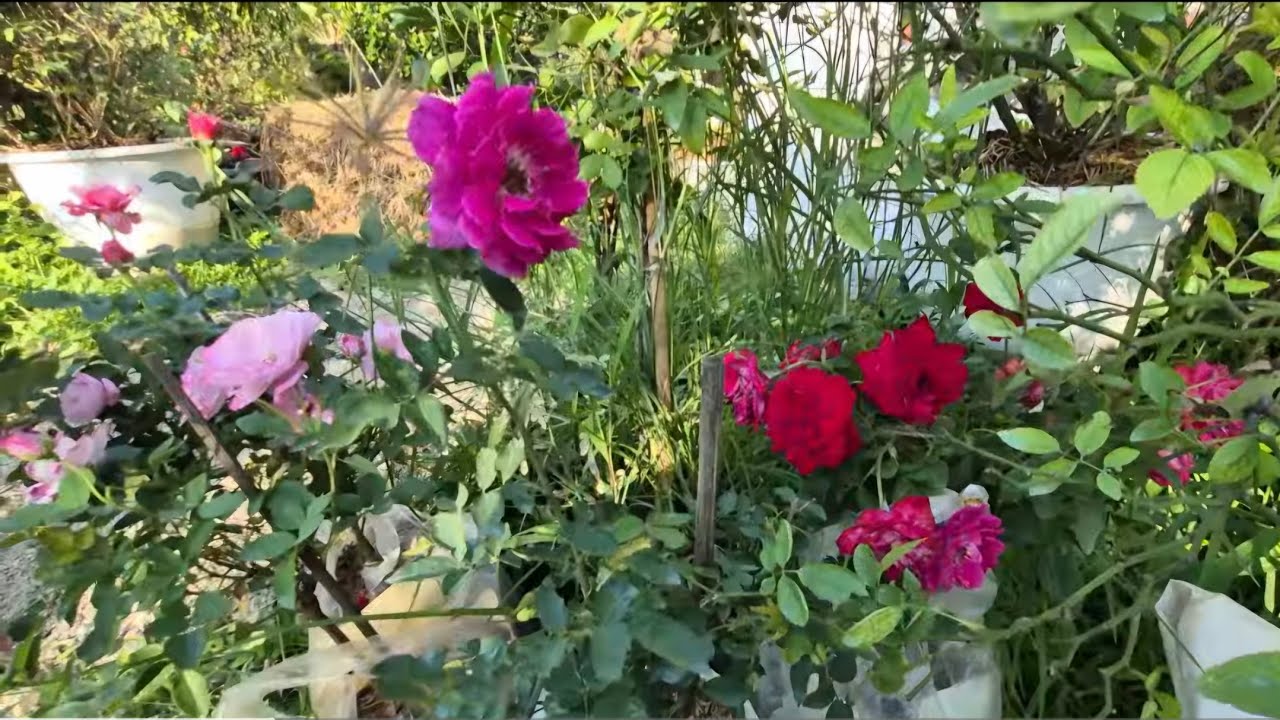 พาชมสวนกุหลาบข้างบ้าน 499 ชวนเพื่อนๆปลูกกุหลาบด้วยกันจ้า