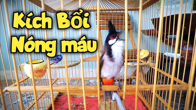 Kích Chào Mào Ức Chế Ché Liên Tục, Chào Mào Kè Kình Kích Cực Sung.Luyện Chào  Mào Hót Nhanh Căng Lửa - Youtube