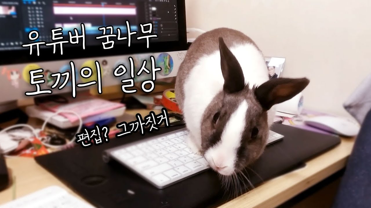 🐰유튜버 꿈나무 토끼 코난의 일상⏰K-Rabbit Conan's Daily Life🏠 - YouTube