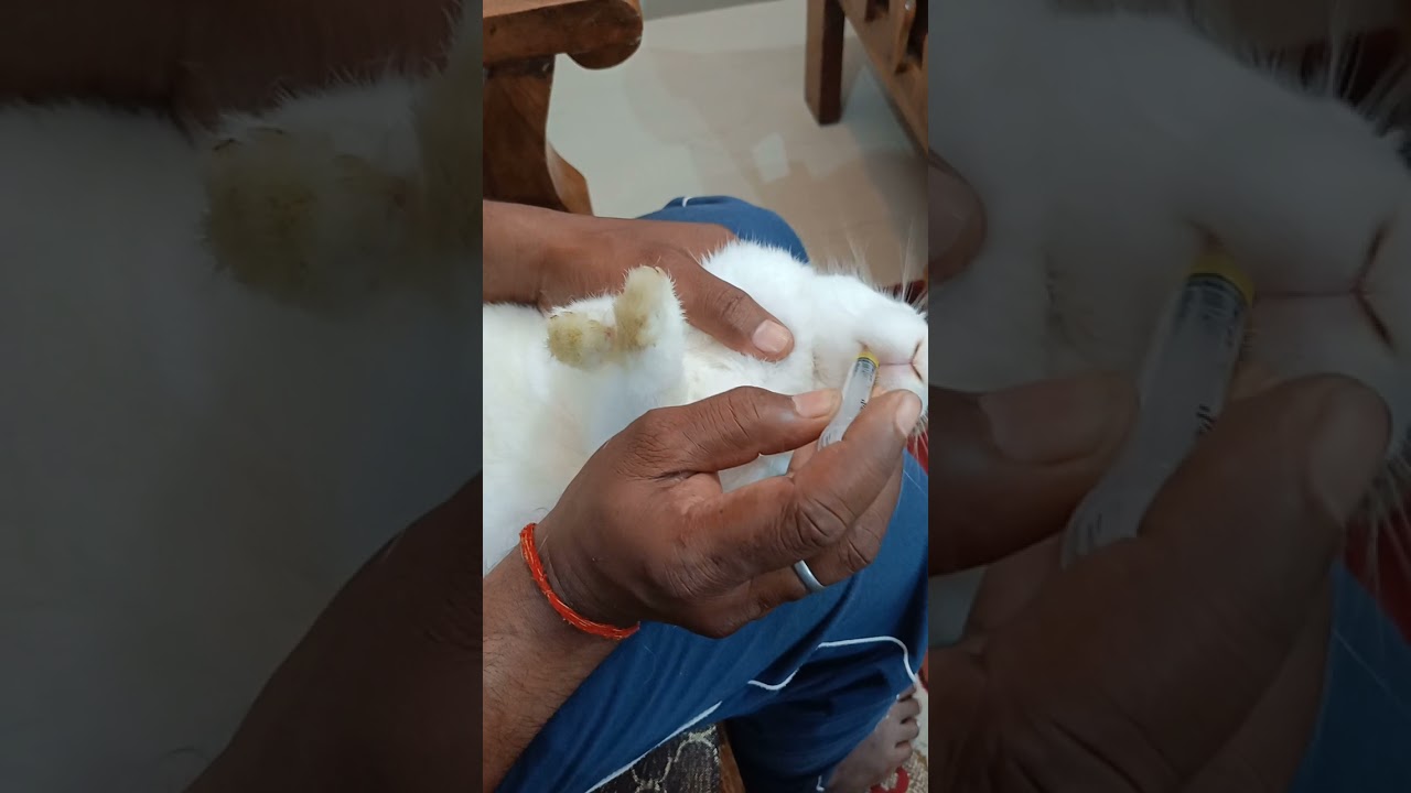 rabbit taking medicine💊