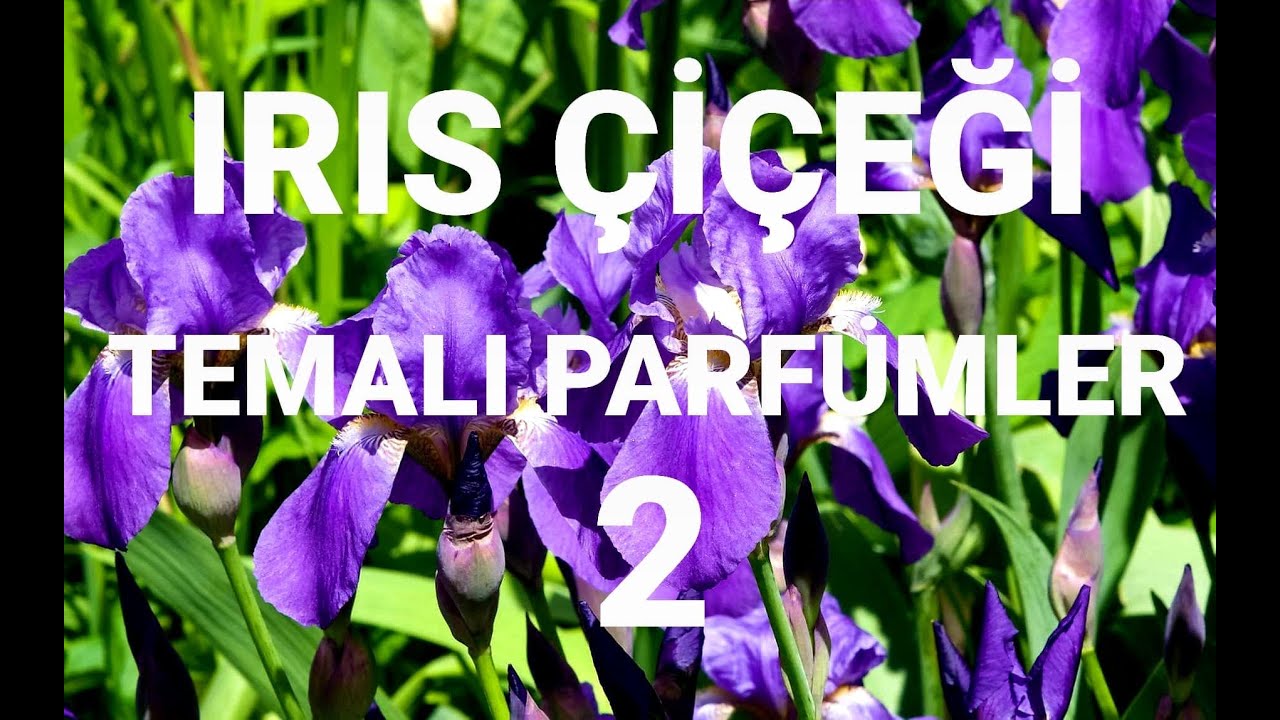 EN GÜZEL IRIS SÜSEN  ÇİÇEĞİ  TEMALI PUDRALI PARFÜMLER  - 2  (UNISEX)