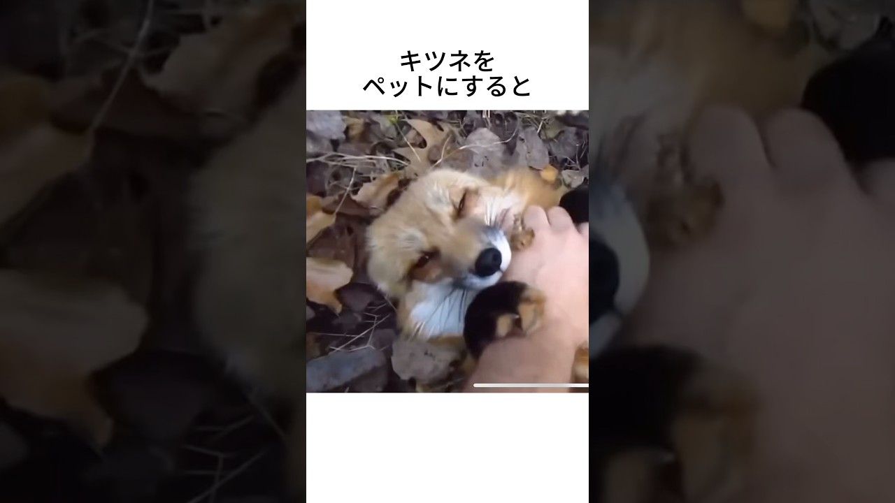 キツネをペットにすると #動物雑学 #動物図鑑 #キツネ
