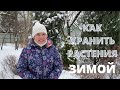 Как хранить растения, купленные зимой? Мой проверенный способ.