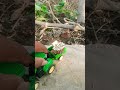 #tractor 🚜 Chhota trali #video #viral