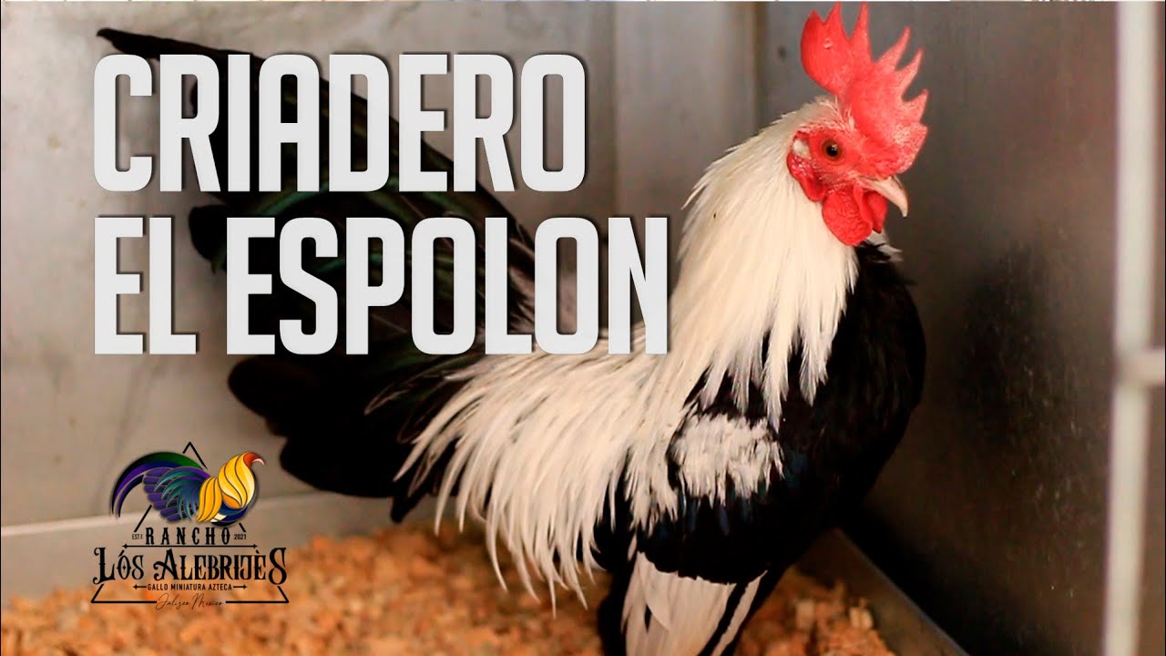 Kikirikis Aztecas con Calidad de Exportación - Criadero El Espolón de Alex Helguera