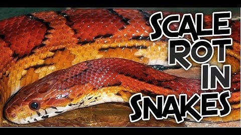 Scale Rot In Snakes (4 Treatments That Work)
