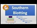 Southern Blotting