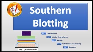 Southern Blotting