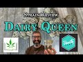 Strain Review - Dairy Queen - Van City Labs