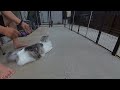 【ネコ】くーちゃんファーミネーター