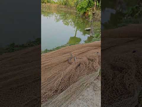 যেভাবে ফণা তুলে আছে🐍😱​#ScaryMoments #SpineChilling #HorrorVibes #DangerZone #FearFactor