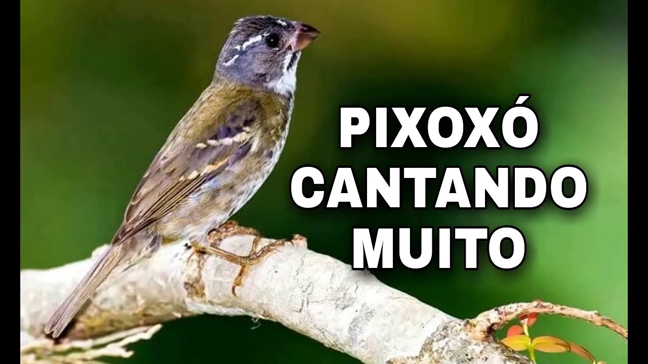 Pixoxó cantando muito na temporada
