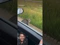 Cat shocked🥴. #funny #shortvideos #viralvideos #foryou #reels #shortsviral #viral #video