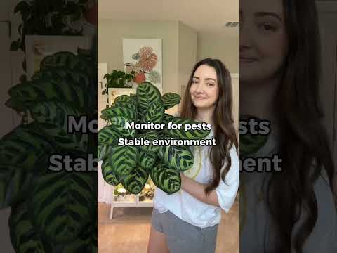 Video: Peacock Bitki Bakımı - Calathea Peacock Houseplants Bakımı