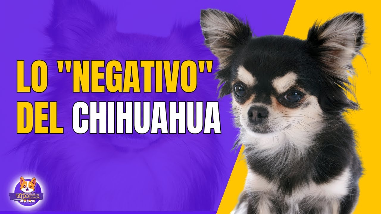 DESVENTAJAS DE TENER UN PERRO CHIHUAHUA - YouTube