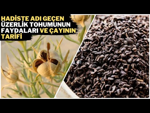 Video: Kimyon Tohumları Nasıl Korunur - Kimyon Bitkilerini Kurutmak İçin İpuçları