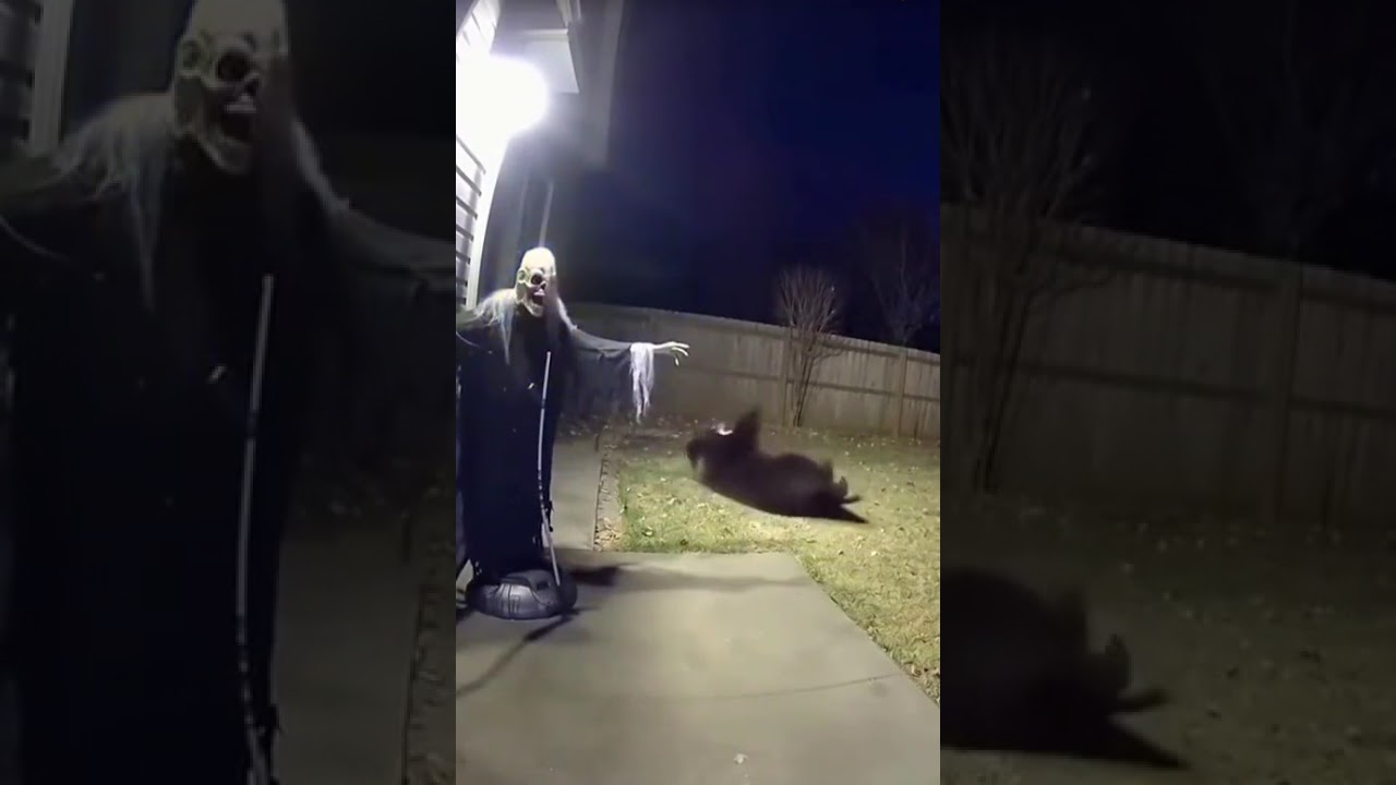 OMG! A Bear’s Reaction!