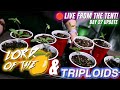 Grow update triploids lord of the  day 27