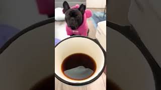 Review of the Funniest Toilet Coffee Mug!