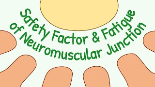Safety Factor & Fatigue of the Neuromuscular Junction || Muscle Phsysiology