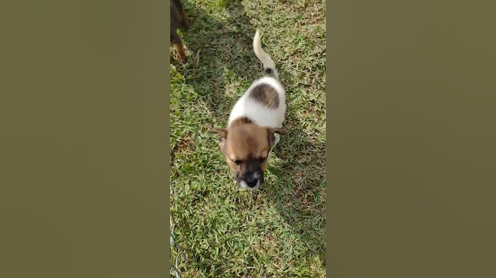 Filhotes para adoção na zoonose Mogi das Cruzes sp😍