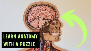 Learn Anatomy With The Human Body Puzzle By Dr. Livingston Jr