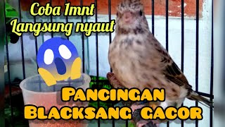 BLACKSANG GACORRR! COCOK BUAT PANCINGAN