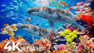 Dive Into the Mesmerizing Underwater Realm 🐬 Marvel at Sea Animal in The Best 4K UHD Aquarium #18