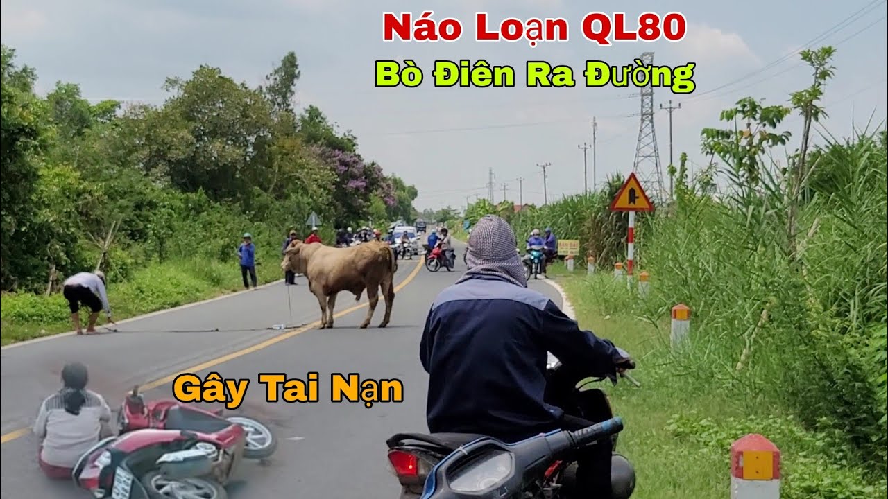 Náo Loạn Trên QL 80 Chú Bò Điên Rơi Trên Xe Xuống Đường Làm Người Té Xe # La Cà Đường Phố
