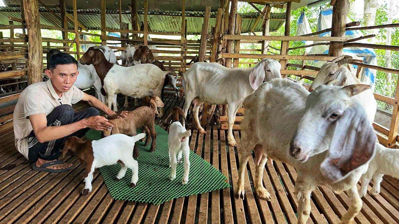 Nuôi Dê Sinh Sản Và Những Điều Cần Lưu ý