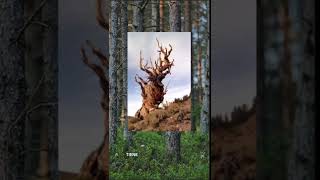 El árbol más viejo del mundo lleva 5.000 años vivo 🌲 #datoscuriosos #naturaleza #curiosidad #shorts