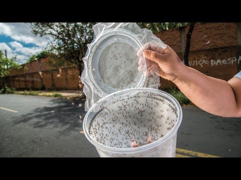 DIY Mosquito Trap that Actually