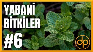 Yabani̇ Bi̇tki̇ler Bölüm-6 Biberiye, Kekik, Nane, Rezene