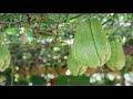 CHAYOTE from the Garden: Chayote stir fry with chicken (Taub Thaaj Kib Ntsug Nqaj Qab)