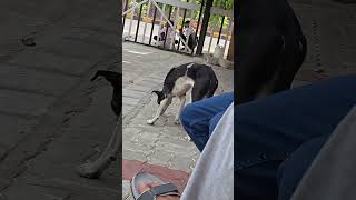 Sweeti ❤️ Sweeta Funny Moments#Sweeti #Sweeta #CuteVideo #PetVlog #FunnyVideo #YouTubeShorts