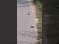 जब बीच सड़क पर निकला नाग