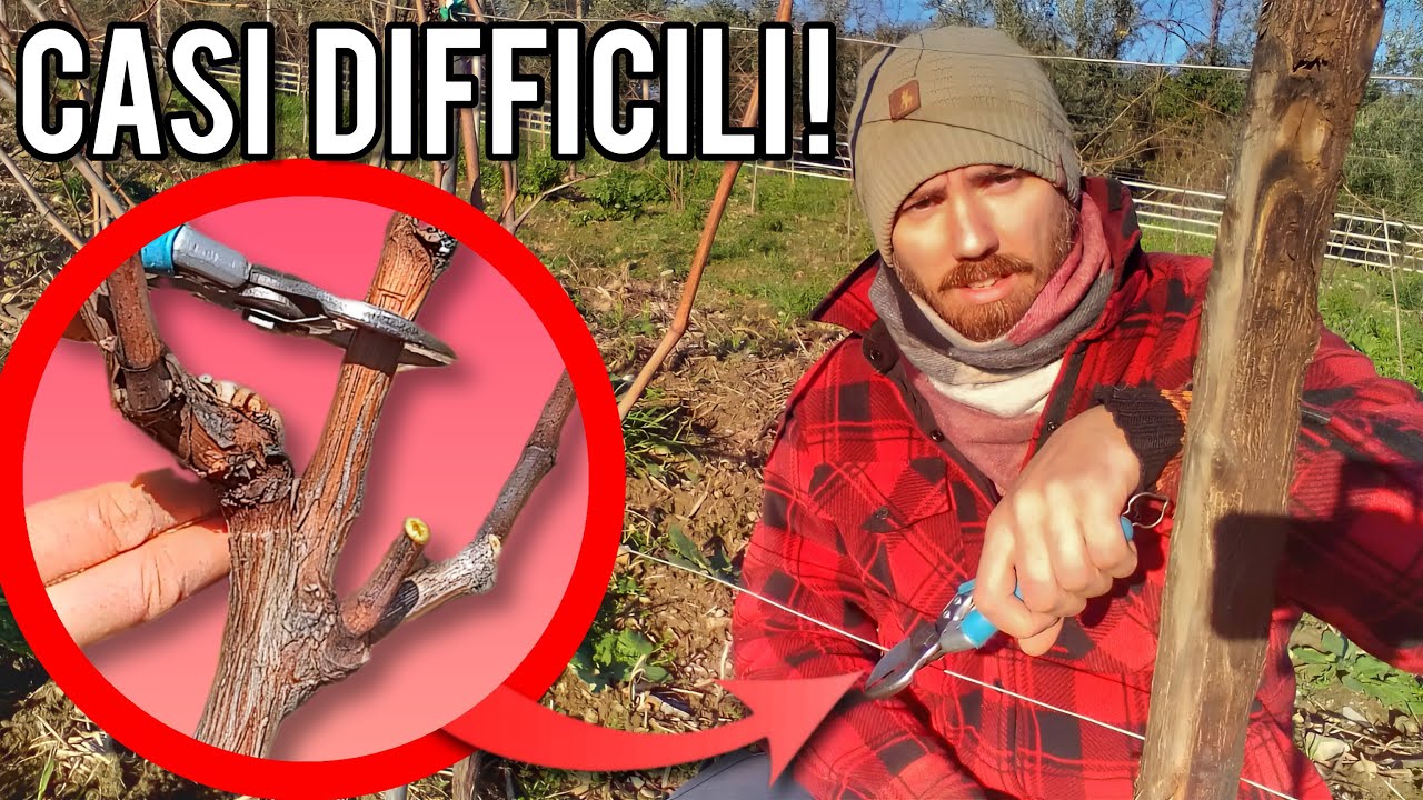 Potare la vite: guarda la posizione delle gemme prima di tagliare!