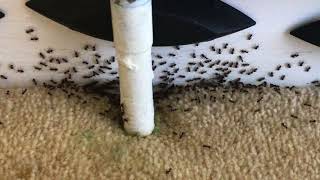 London Borough Of Ealing - Pest Control Services - 020-8848-1254 - Insect Control
