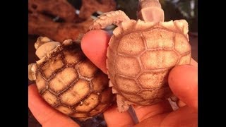 What To Feed Sulcata Tortoises
