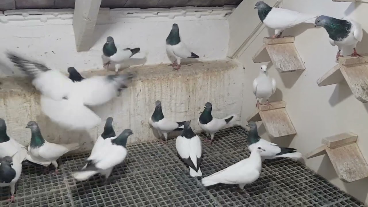 Budapesti Magasröptű Keringő (Budapest High Flying exhibition pigeons) 2022 1
