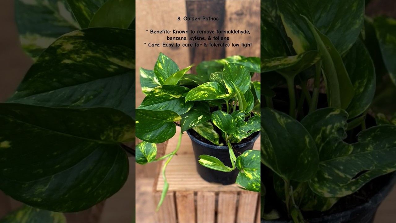 Top 10 Air Purifying Houseplants 