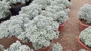 Bán cây cúc mốc to và bé 0977973535