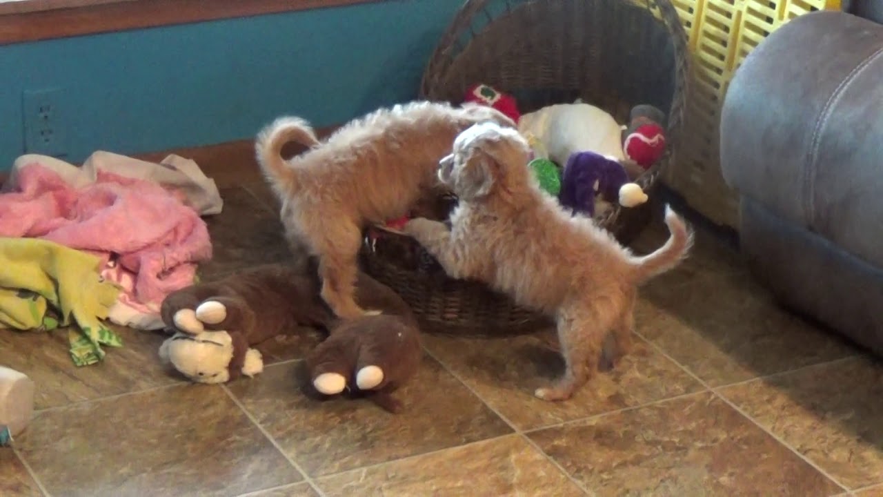 LINDA and LAYLA CAVAPOO GIRLS www.KingdomDogs.com