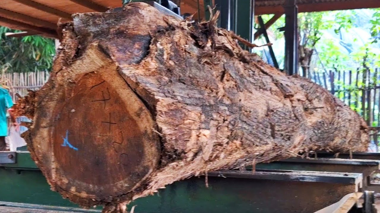 The process of chopping long teak logs into super blocks at the sawmill ...